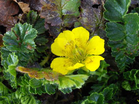 Geum reptans